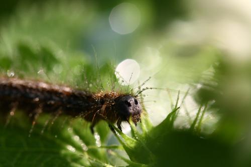 Malacosoma neustria